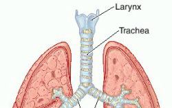 Trachea - The Respiratory System