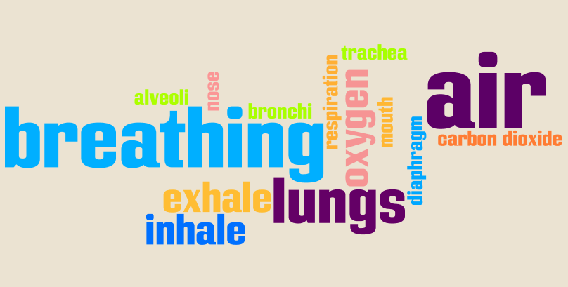 carbon dioxide dead space vital capacity trachea inhale oxygen exhale alveoli lungs bronchi